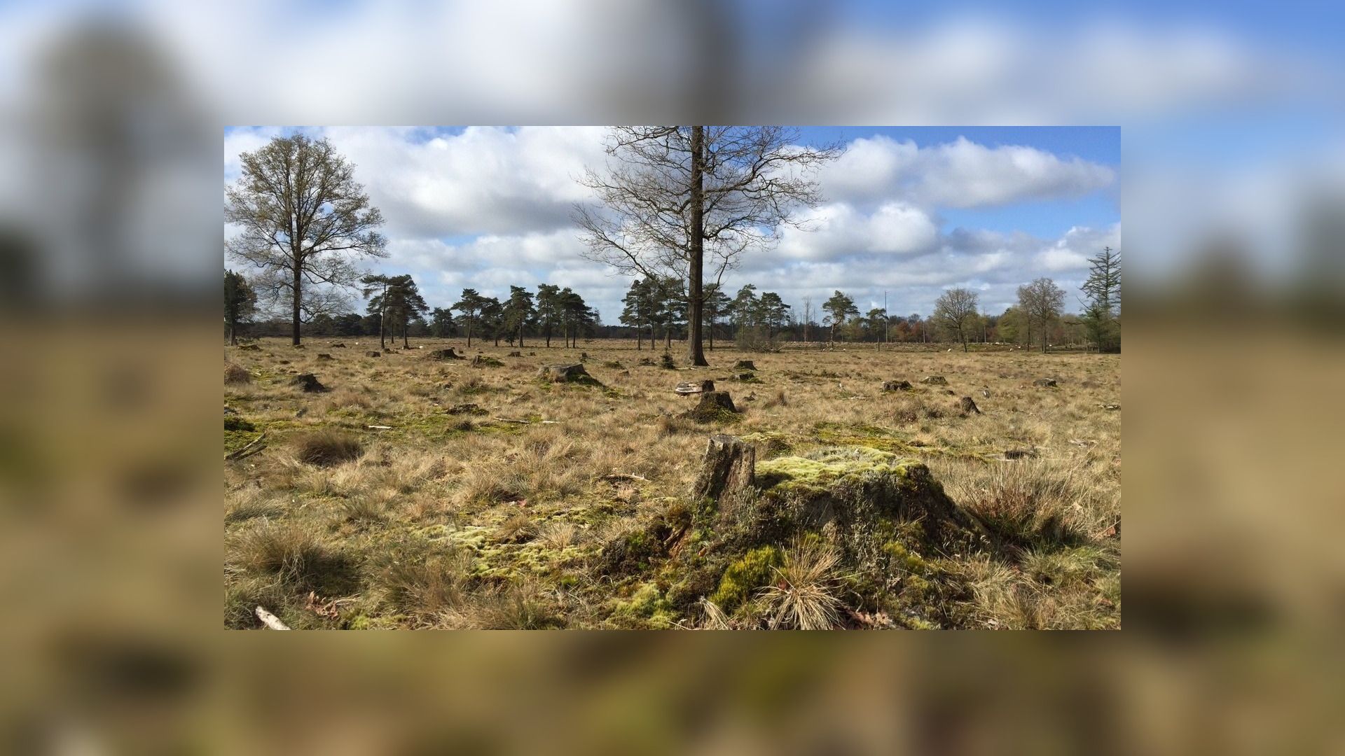 Onderzoek Naar Oppompen Grondwater Om Drents-Friese Wold Vanwege ...