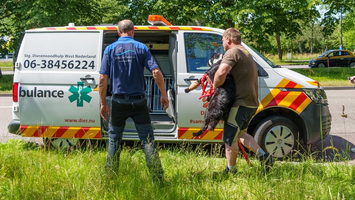 Dit jaar al 637 dieren aangereden: dit moet je doen als je een dier raakt