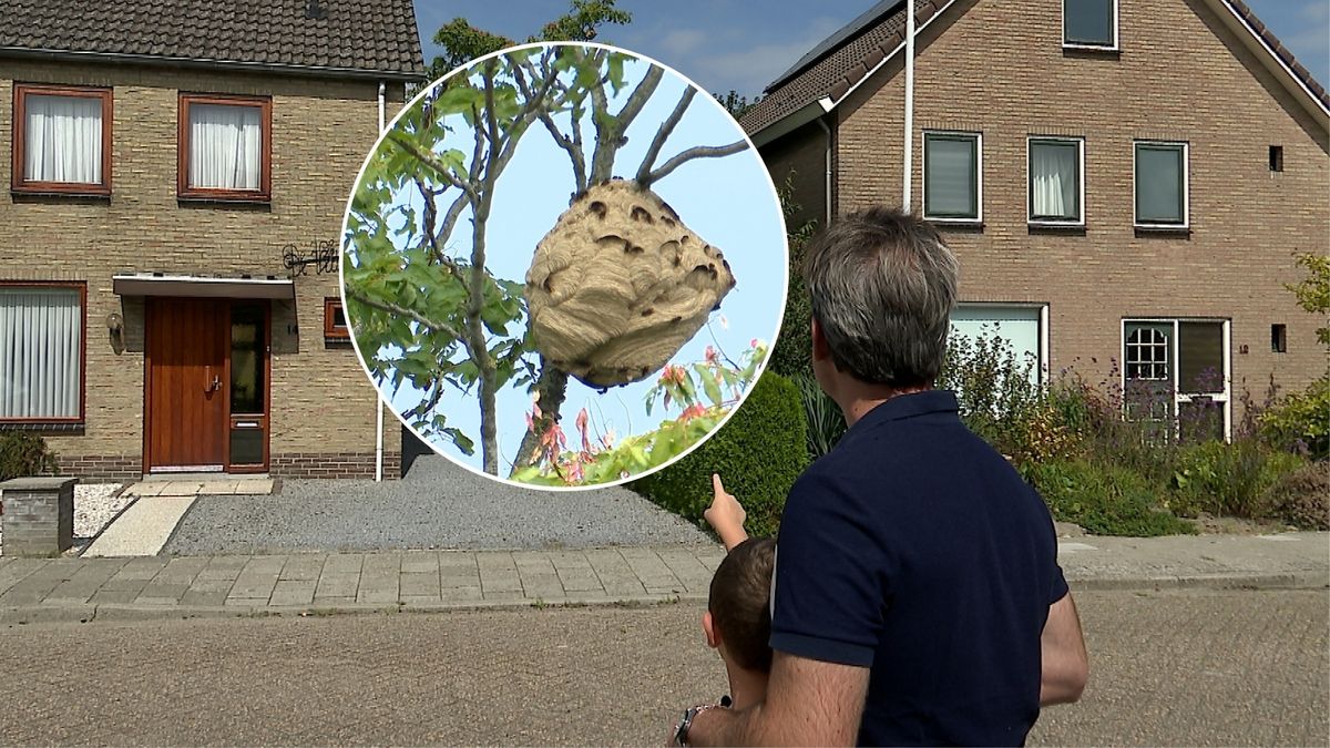 Nest van Aziatische hoornaars ontdekt vlak bij school, ouders maken zich zorgen