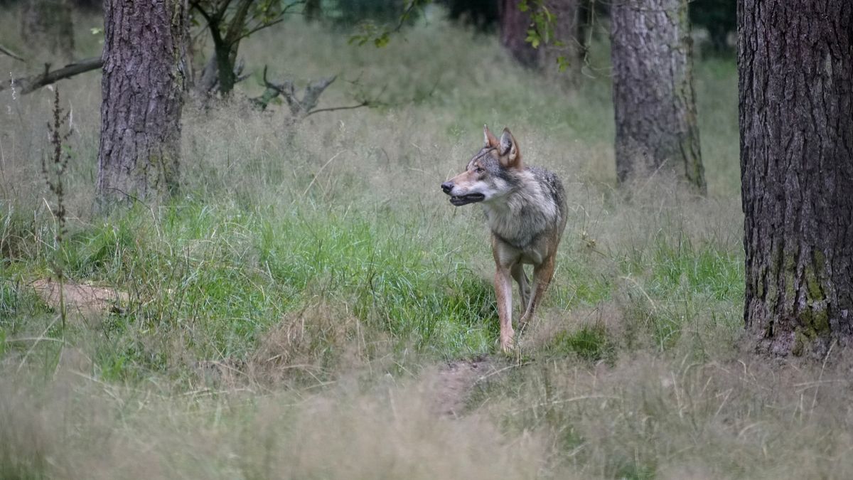 Wie is de vader van de wolvenwelpen op Utrechtse Heuvelrug?