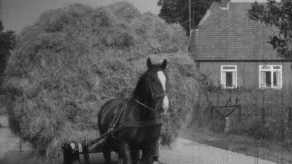 Paard dat zichzelf lijkt te redden -still uit de film