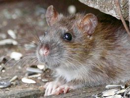 Ratten en bedwantsen in De Pionier: Van Hooijdonk genomineerd voor Huisjesmelker van het Jaar