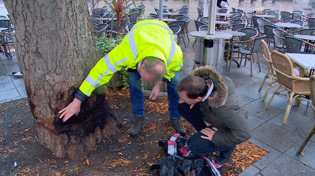 De boom in 2016, vlak na de beschadiging