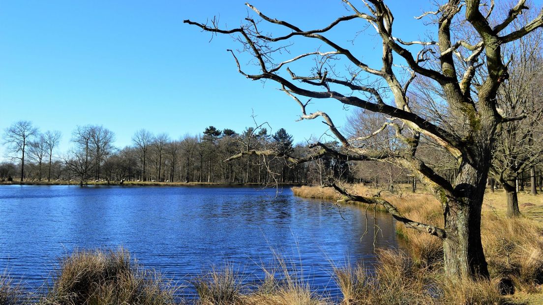 Het zonnetje straalde ook op het Dwingelderveld