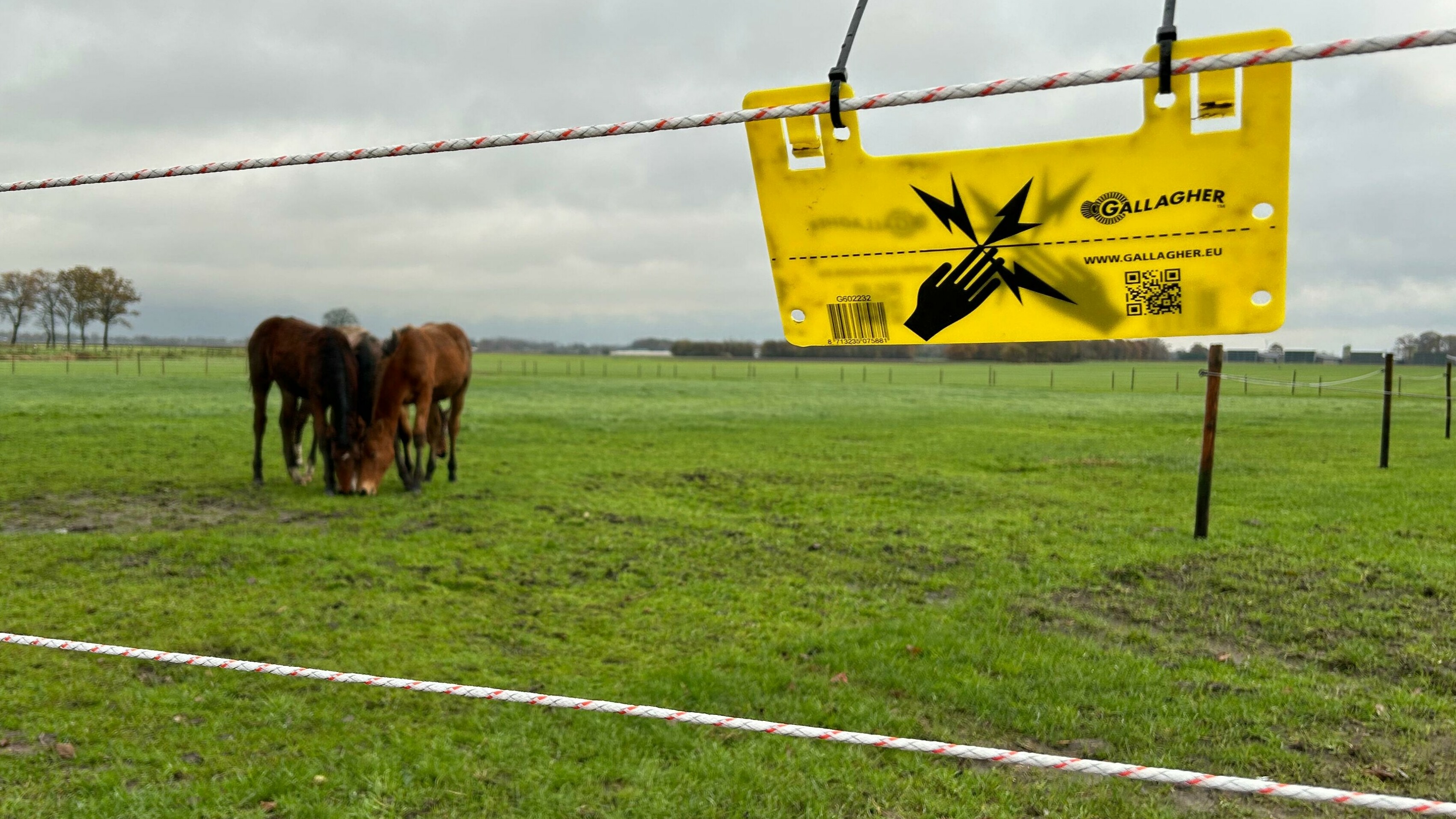 Minder wolveslachtoffers yn Flaanderen: wat kinne wy leare fan it 'Wolf Fencing Team'?