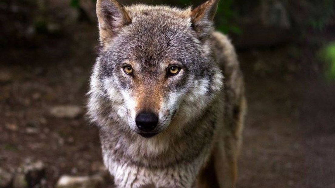 De meerderheid in de Gelderse politiek vindt de wolf nu te goed beschermd.