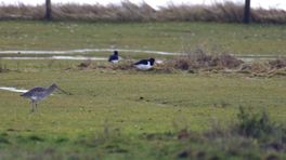 Drenten leren Friezen eieren zoeken: 'Is iets bijzonders'