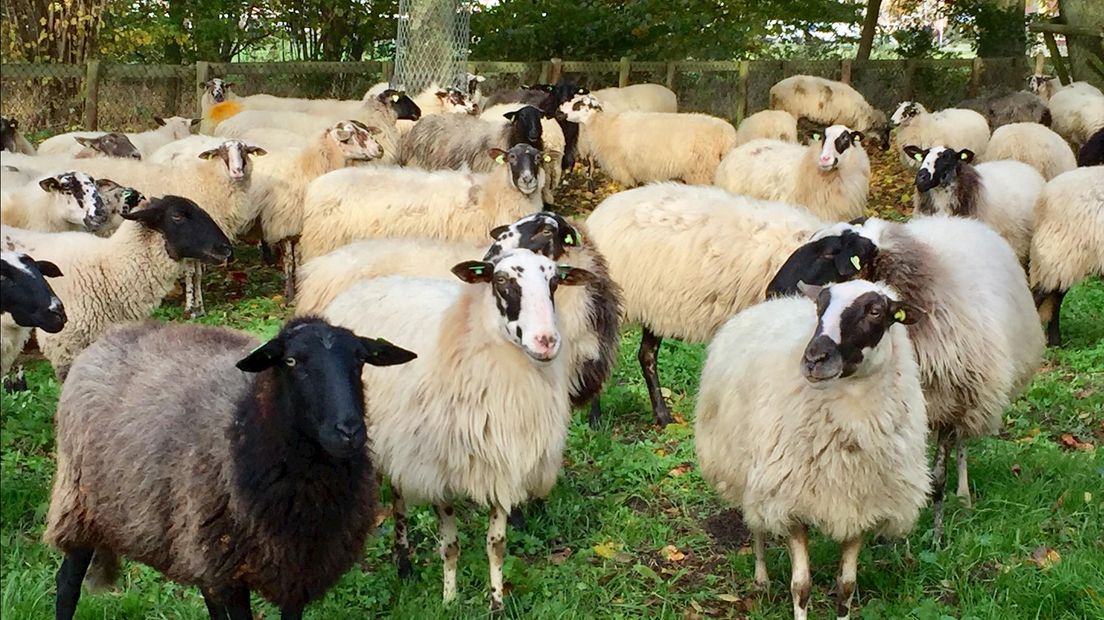 De schapen van Tjitse