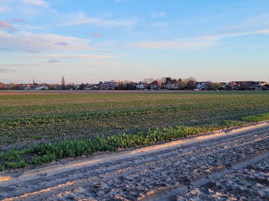 Huizen en opvangcentrum op bollengrond vanwege woningnood: 'Geen fijne boodschap'