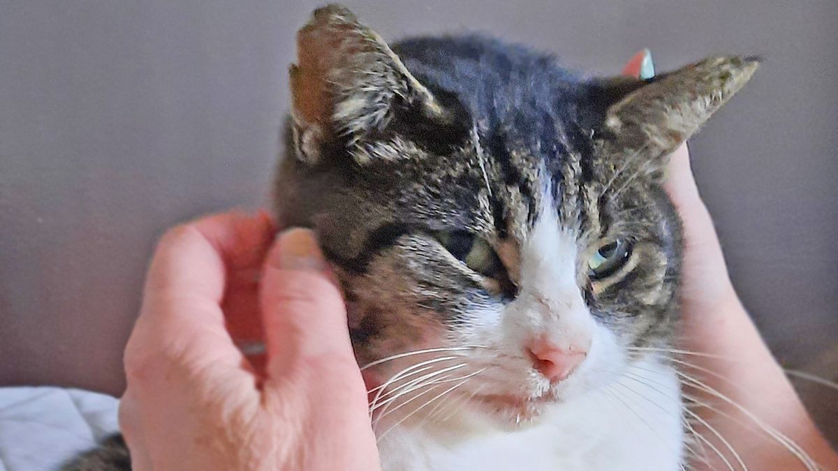 Een klein wonder: vermiste kater Wille na zes jaar terug bij zijn baasje in Terherne