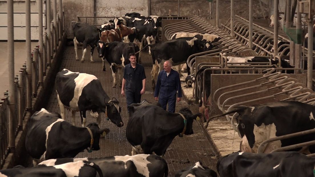 Henk en Erwin Brink tussen de koeien (Rechten: RTV Drenthe / Josien Feitsma)