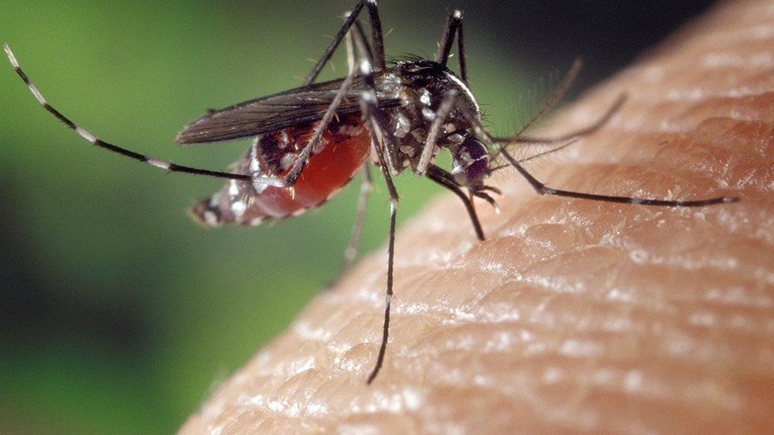 Het westnijlvirus wordt vooral overgedragen door de mug.