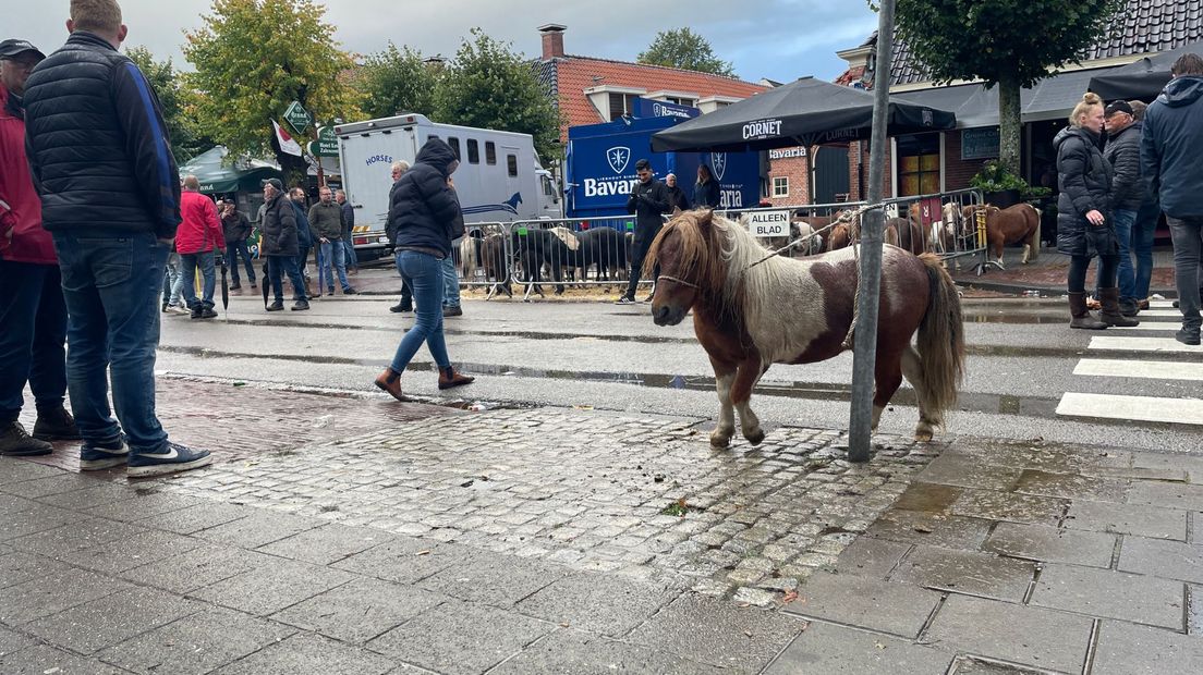 Een eenzame shetlandpony