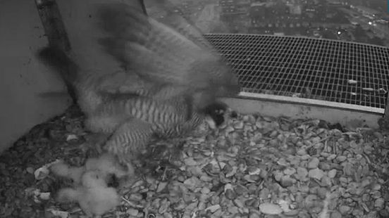 Drama in nestkast: moedervogel valt en kuikens dood