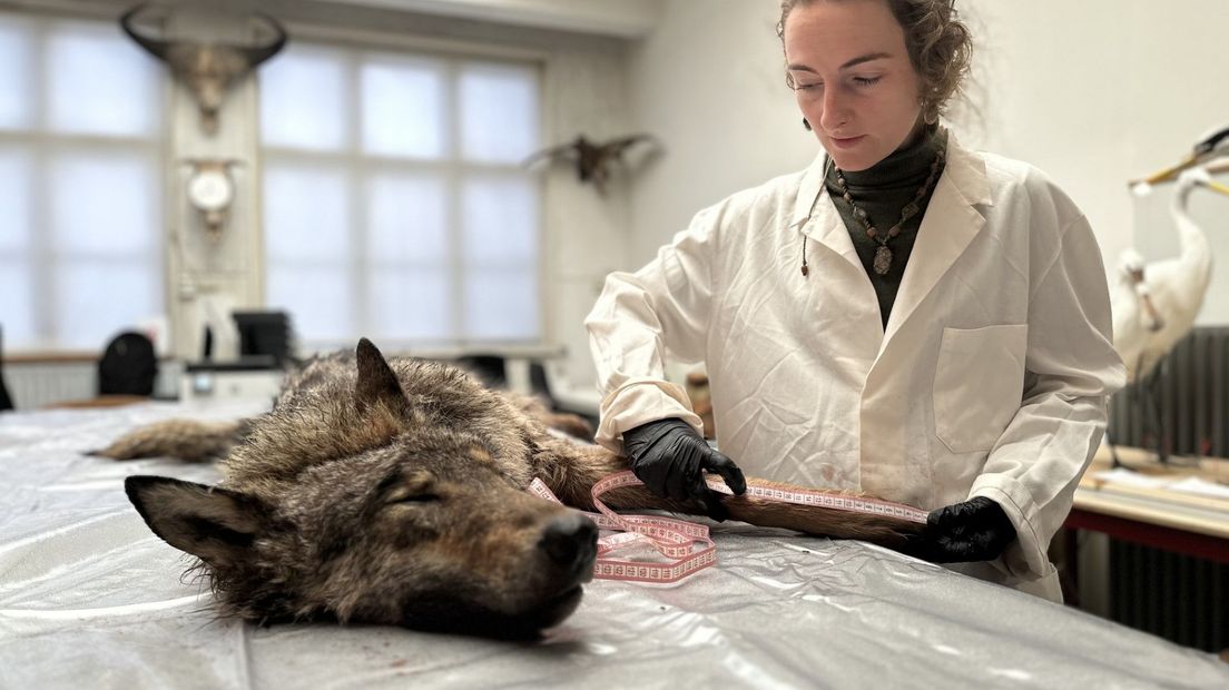 Wolf op onderzoekstafel preparateur museumdepot De Bastei