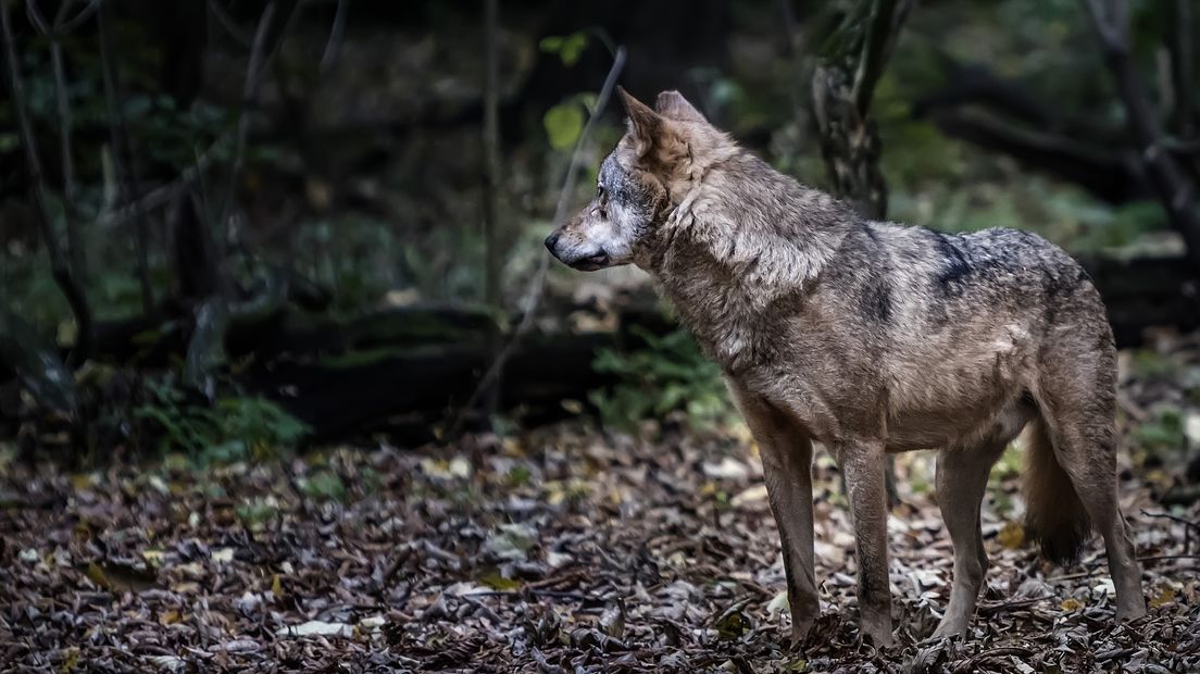 'De wolf moet op zijn plaats gewezen worden' (Rechten: Pixabay.com)