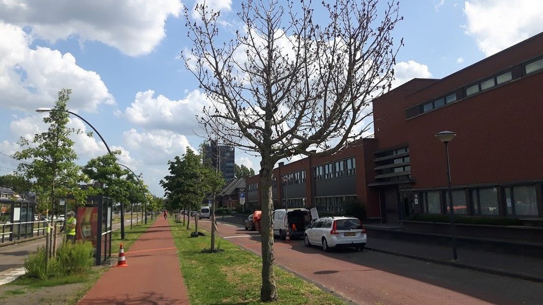 Bomen Laan van Wateringse Veld.
