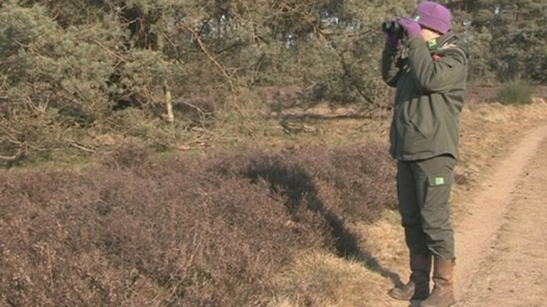 Boswachter Nijveld speurt naar loslopend wild