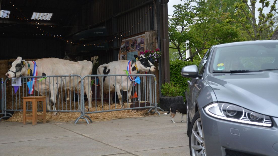 Vanuit de auto kunnen bezoekers de koeien feliciteren