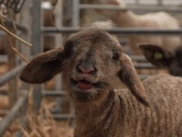 Vijfhonderd lammetjes zijn al geboren.