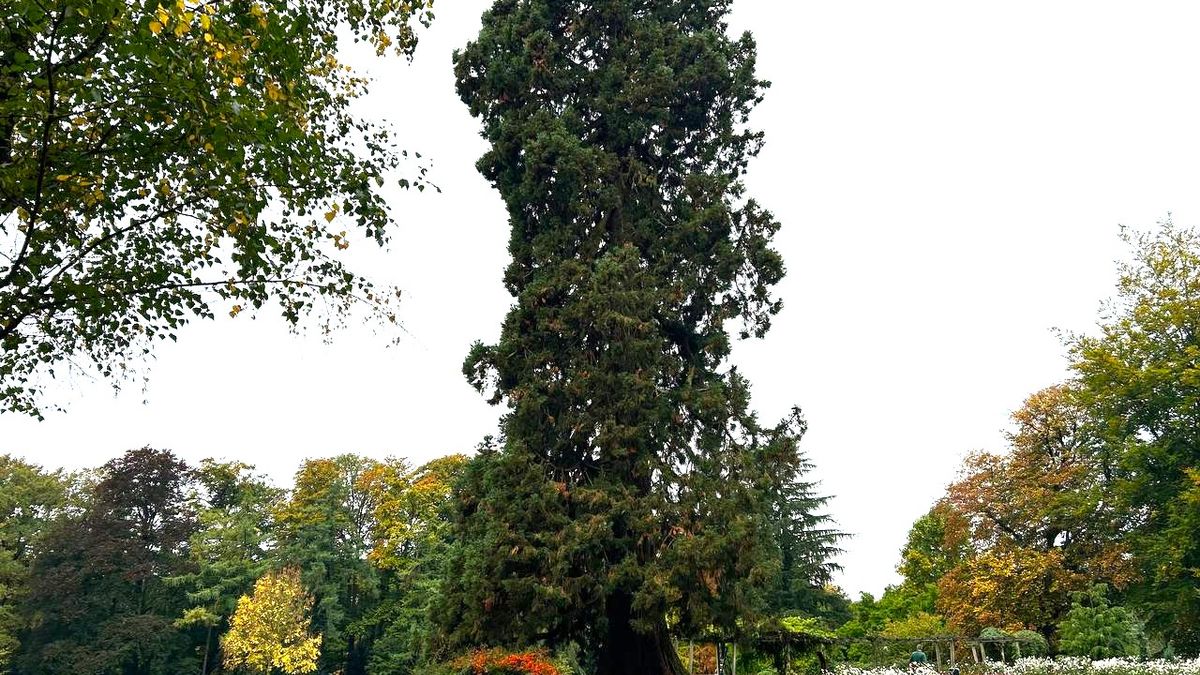 Enschedese mammoetboom is Boom van het Jaar: 'Bijzonder mooi exemplaar'