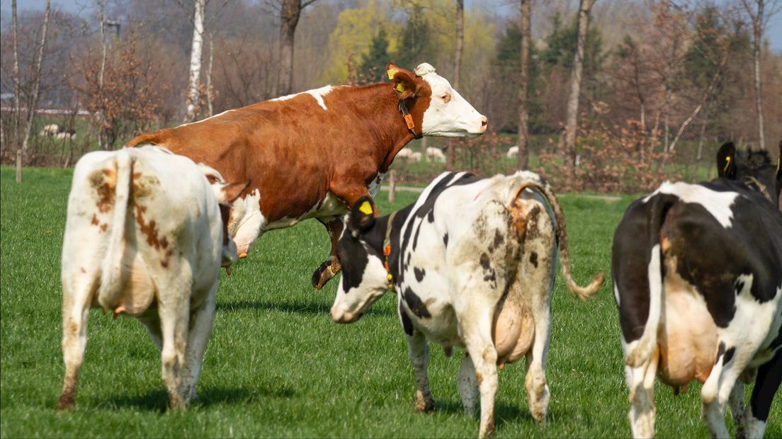 Geen boete voor boeren die zonder vergunning koeien de wei in sturen