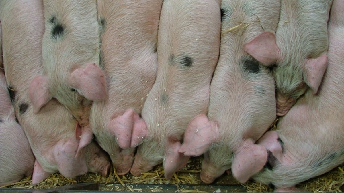 Raad van State: boer Nijensleek mag 14.000 varkens houden