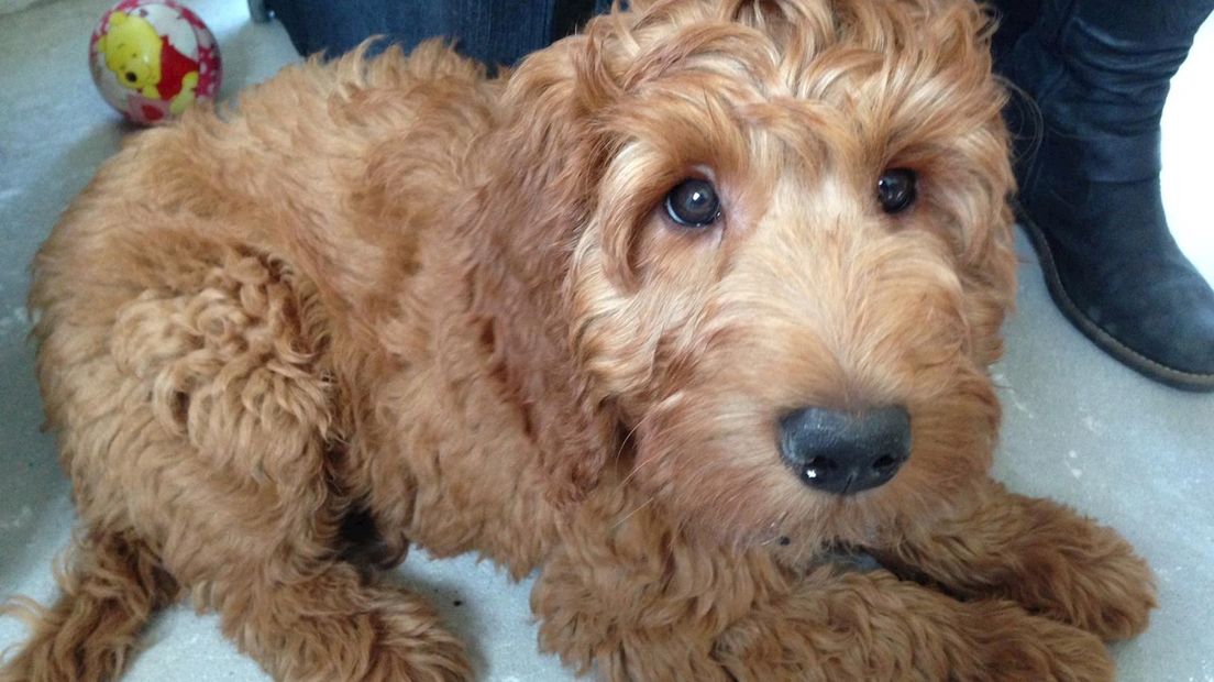 Labradoodle