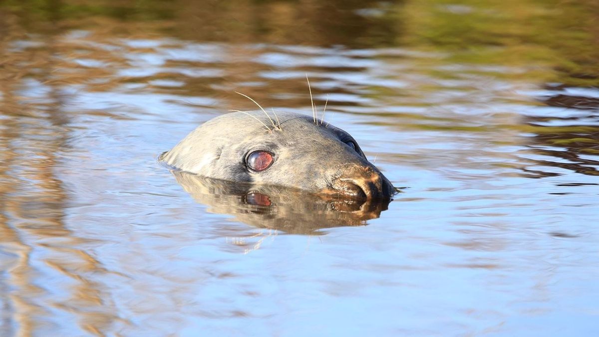Video: verdwaalde zeehond zwemt rondjes bij Rogat