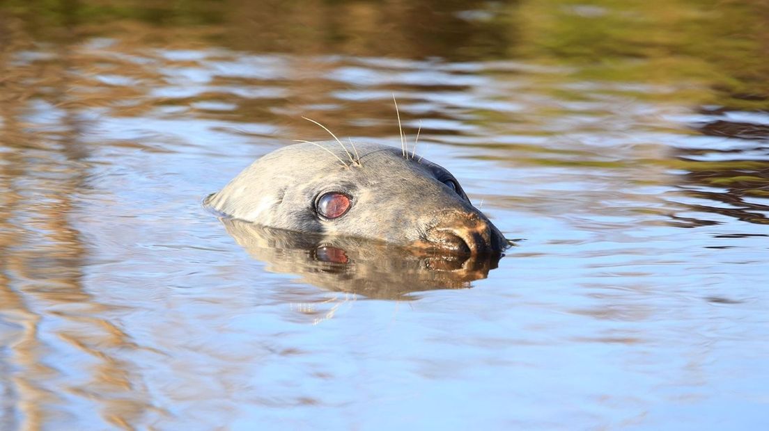 Een zeehond zwemt rond bij Rogat