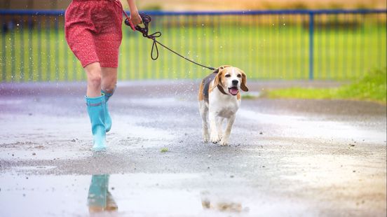 Lingewaard volgt trend: geen hondenbelasting meer