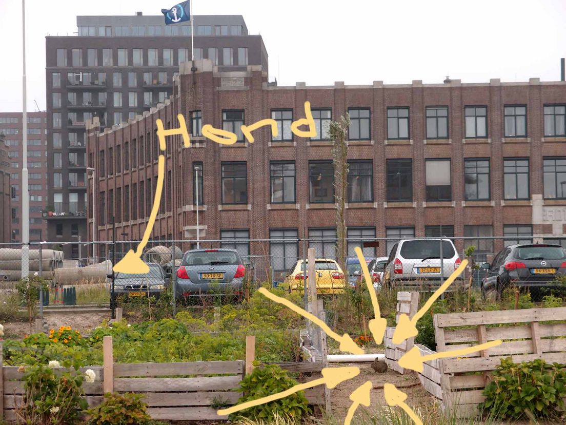 Hond jaagt een stuk verderop op konijnen, baasje ziet er een dichtbij.