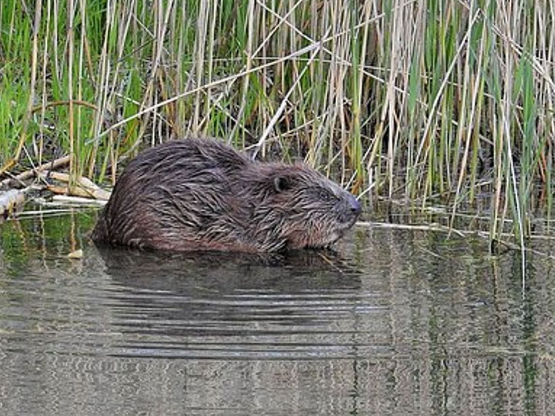 De Europese bever is waarschijnlijk even groot als de uitgestorven Nederlandse reuzenbever