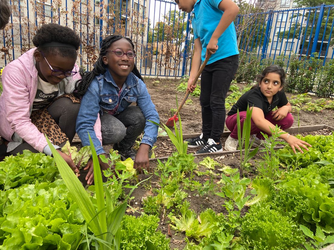 Vreugde in de moestuin: de oogst kan uit de grond!