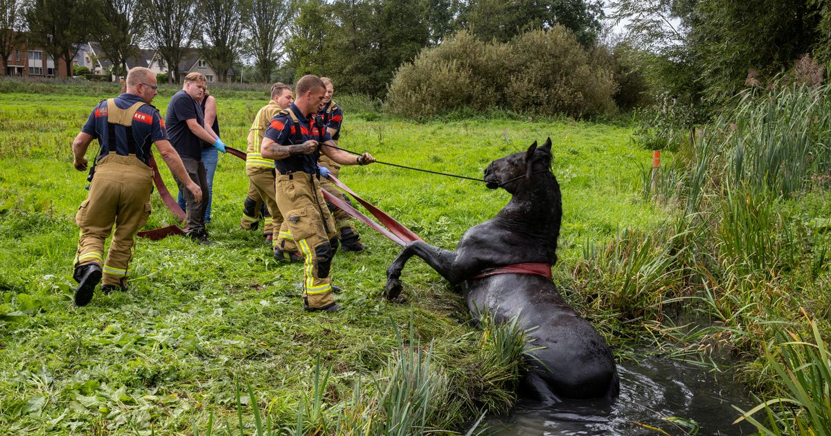 Brandweer haalt paard uit moddersloot | Cappellenaar (21) vast voor geweld Overasselt