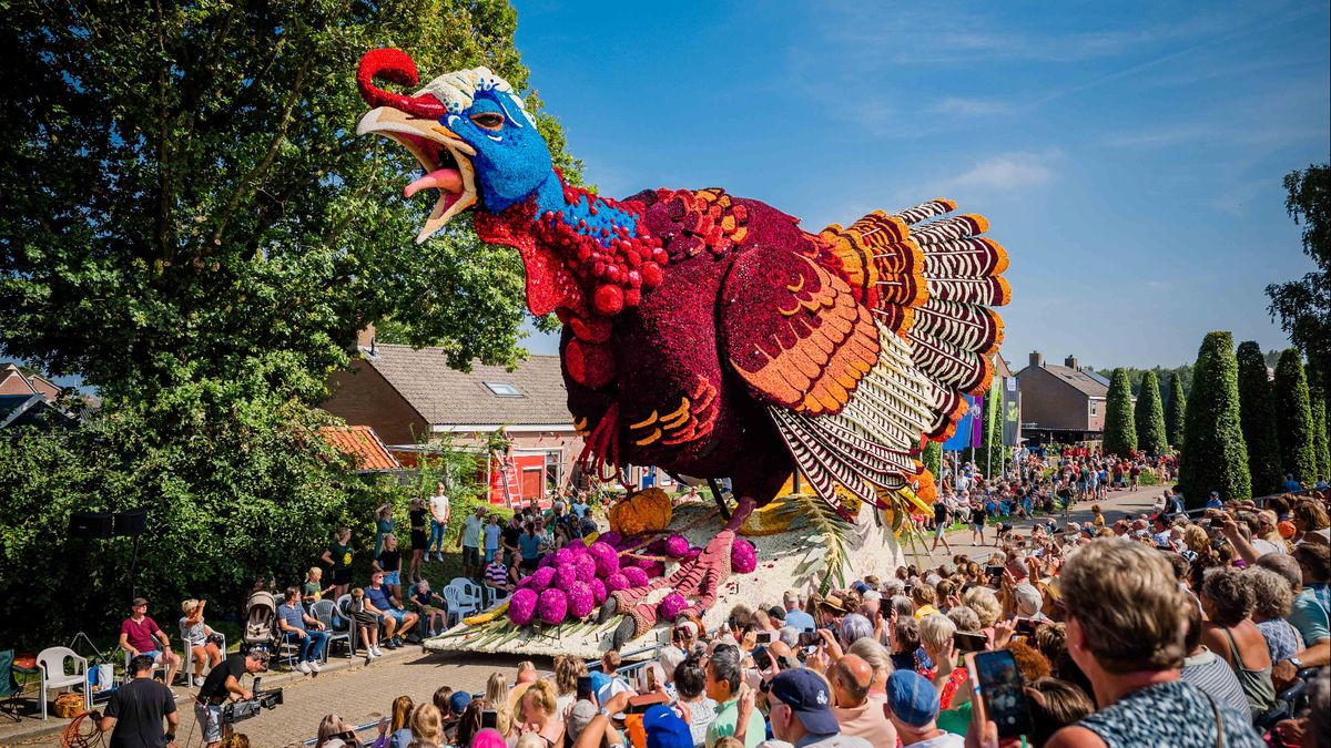 Kleurrijke dahliareuzen van corso Sint Jansklooster te zien bij RTV Oost