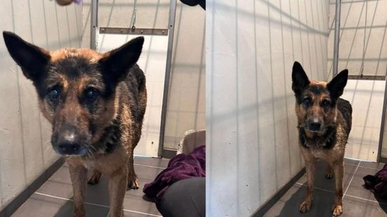 Ineens loopt deze hond op de A28, eigenaar is spoorloos