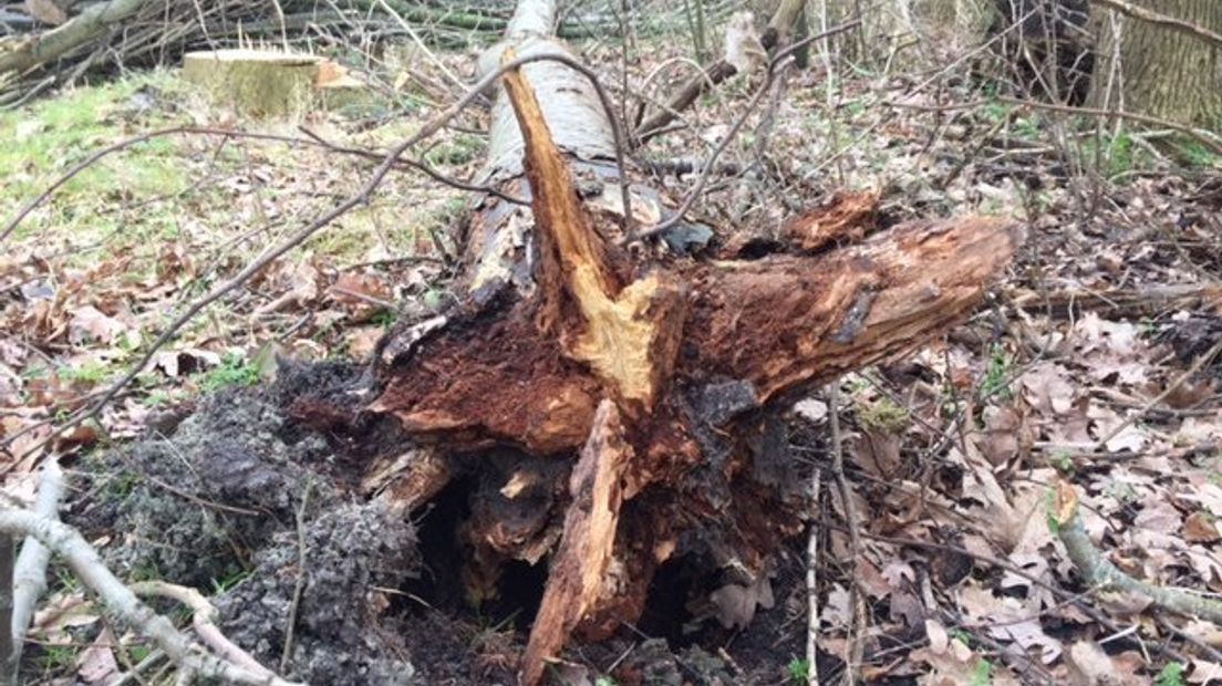 Een aangetaste es in het Veerse Bos