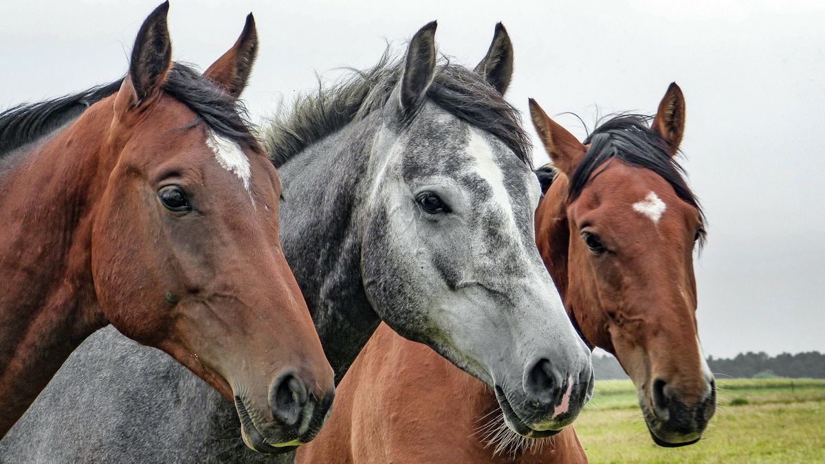 Paardenpension-soap in Steenbergen: alleenstaande moeder met kinderen moet weg