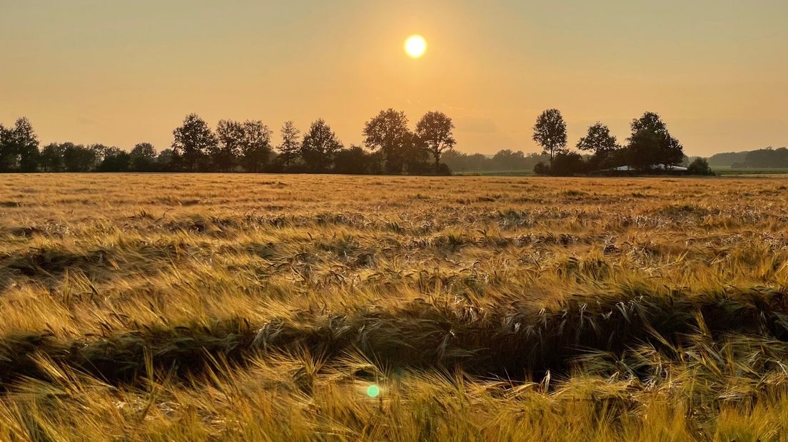 Graanvelden bij zonsondergang