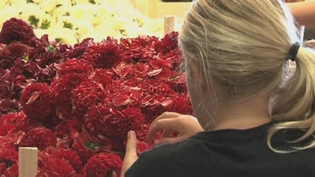 Bloemencorso heeft last van regenval