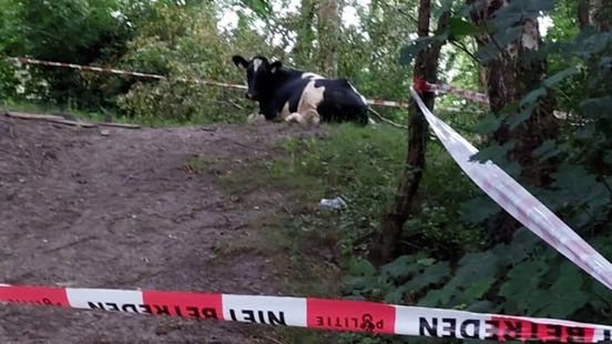 Dertien koeien van boer uit Rottum urenlang spoorloos Nieuws