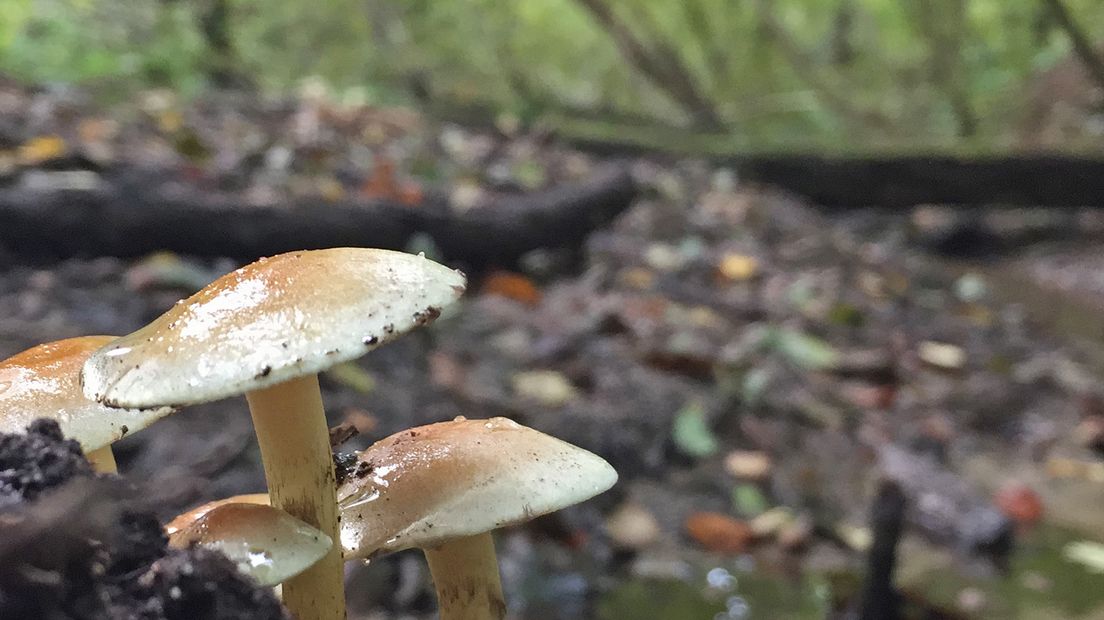 Hoewel ik meer van het voorjaar en de zomer ben, heeft het najaar voor mij als fotograaf veel te bieden. Mooie luchten, schitterende herfstkleuren en bovenal paddenstoelen. In alle kleuren en maten kom je ze tegen, als je je er een beetje in verdiept.