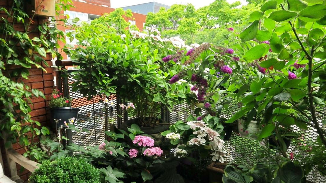Winnende balkon uit 2017 zat aan de St. Jacobstraat Groenste Balkon