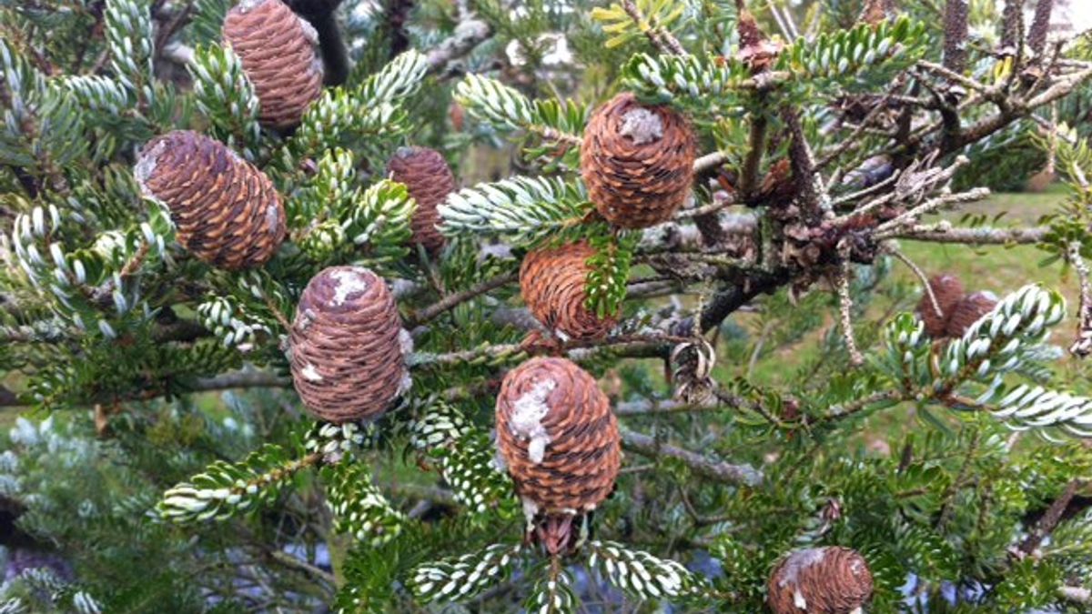 De levende kerstboom Rijnmond