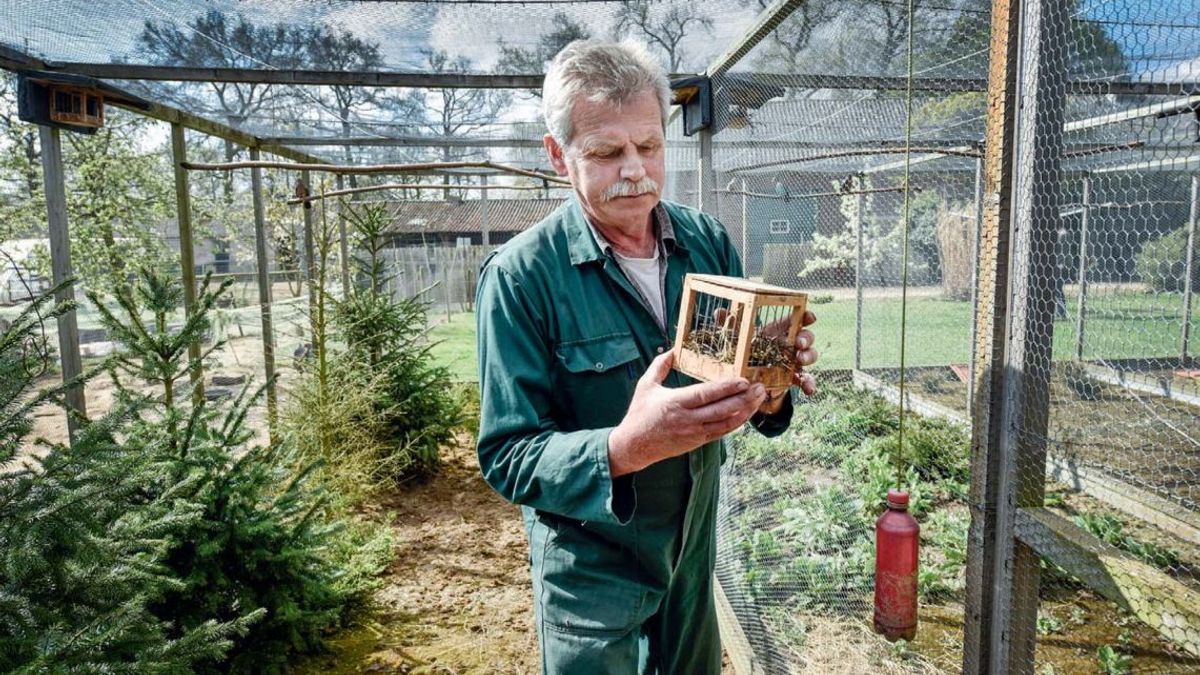 Veertig kanaries gestolen uit volière Lottum