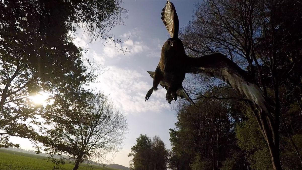 Video: Buizerd valt wielrenner aan bij Orvelte