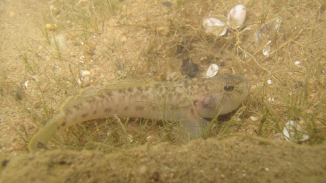 Exotische vissen in Voorsterbeek