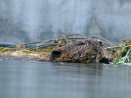 Chris Natuurlijk van 27 januari : Paartijd voor de bever