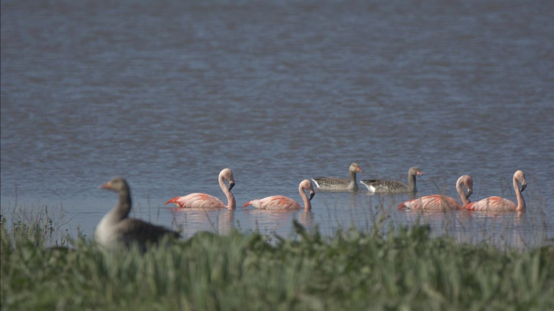 Flamingo's in de IJssel